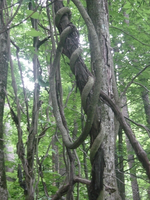 Kudzu vine strangling a tree in Tennessee - Anthony Creek