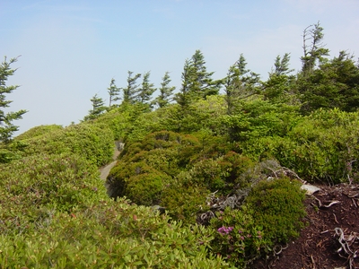 The summit of Mount LeConte - Hiking Tennessee